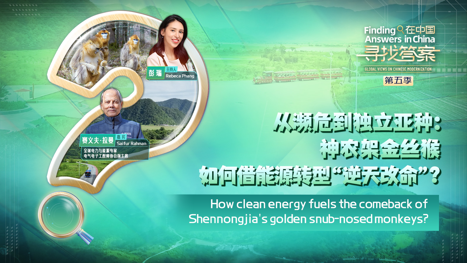 媒体报道｜中国网：从濒危到独立亚种 神农架金丝猴如何借能源转型“逆天改命”